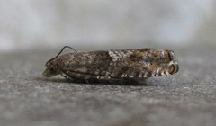 Epinotia solicitana