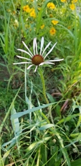 Echinacea pallida