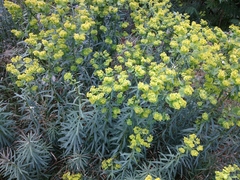 Euphorbia virgata
