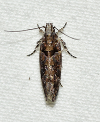 Telphusa perspicua