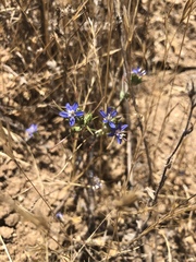 Eriastrum sapphirinum