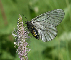 Parnassius stubbendorfii