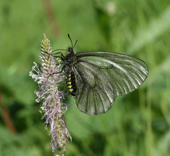 Parnassius stubbendorfii