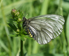 Parnassius stubbendorfii