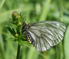 Parnassius stubbendorfii