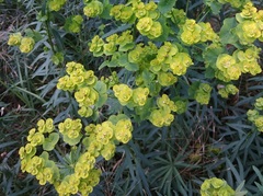 Euphorbia virgata