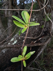 Hibbertia scandens