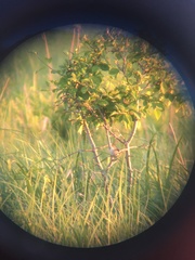 Cistothorus stellaris