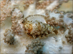 Margovula bimaculata