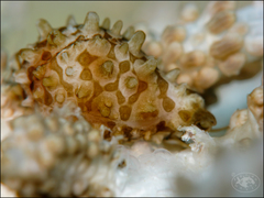 Margovula bimaculata