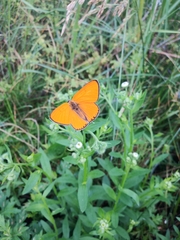 Lycaena dispar