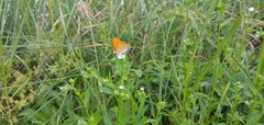 Lycaena dispar
