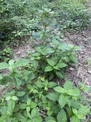 Achyranthes bidentata