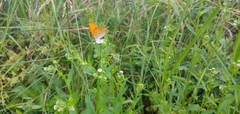 Lycaena dispar