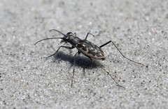Ellipsoptera marginata