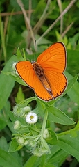 Lycaena dispar