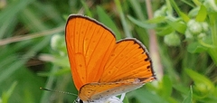 Lycaena dispar