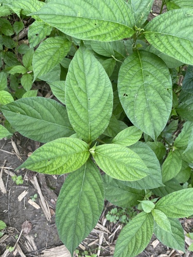 Achyranthes bidentata, photograph 2