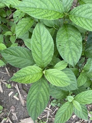 Achyranthes bidentata, photograph Emily Summerbell, CC BY, iNaturalist via GBIF