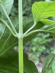 Achyranthes bidentata, photograph Emily Summerbell, CC BY, iNaturalist via GBIF