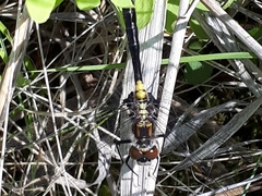 Leucorrhinia proxima