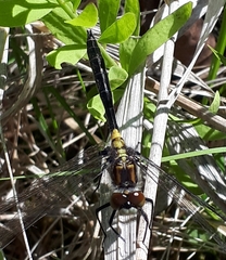 Leucorrhinia proxima