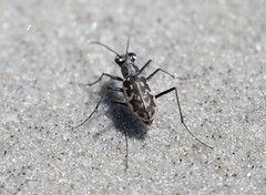 Ellipsoptera marginata