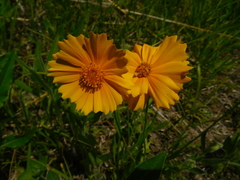 Coreopsis palmata