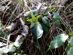 Gonolobus uniflorus