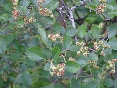 Crataegus chrysocarpa chrysocarpa