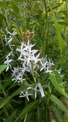 Amsonia illustris