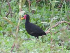 Jacana jacana hypomelaena