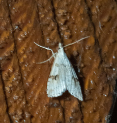 Udea washingtonalis