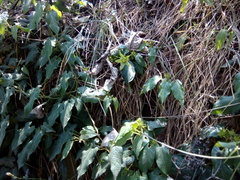 Gonolobus uniflorus