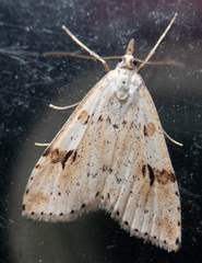 Udea washingtonalis