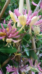 Lonicera sempervirens sempervirens