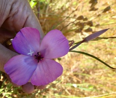 Clarkia gracilis sonomensis