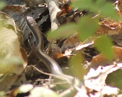 Salvadora intermedia