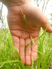 Carex sprengelii