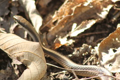 Salvadora intermedia