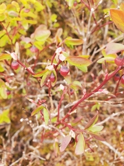 Vaccinium alaskaense
