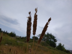 Alopecurus arundinaceus