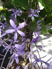 Petrea volubilis