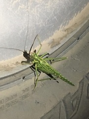 Capnobotes occidentalis