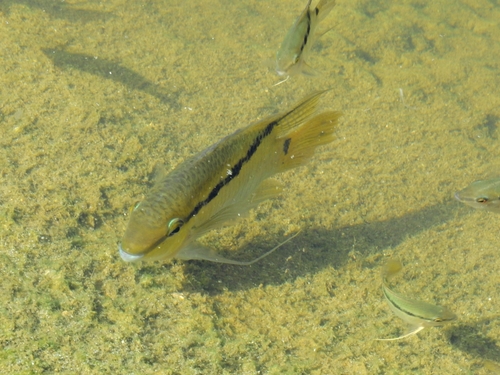 Barred cichlid (Mesonauta festivus) — Cichlidae — 5