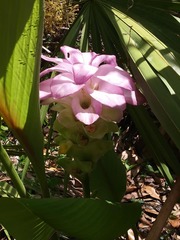 Curcuma aromatica