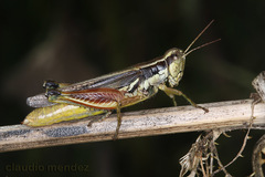 Dichroplus elongatus