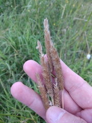 Alopecurus arundinaceus