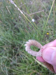 Alopecurus arundinaceus