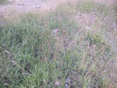 Alopecurus arundinaceus